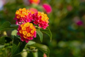 Le fioriture che sopportano le giornate più torride di luglio e agosto