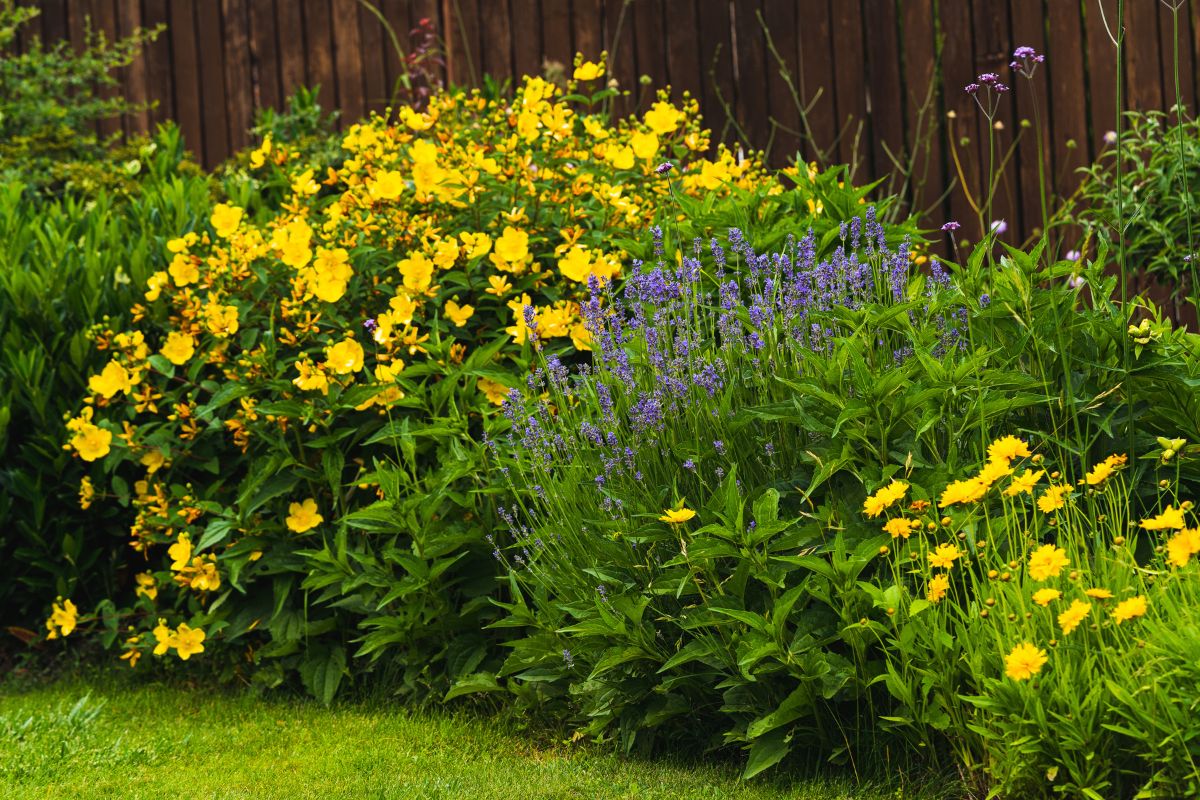 coreopsis e lavanda