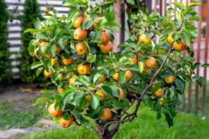 Le varietà nane di alberi da frutto per terrazzi piccoli