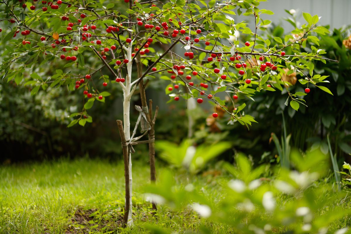 scopri le varietà di albero da frutto nano