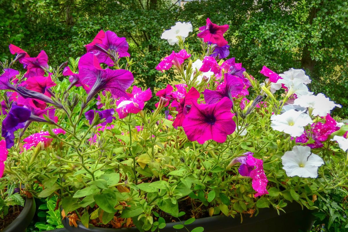 fioriture estive