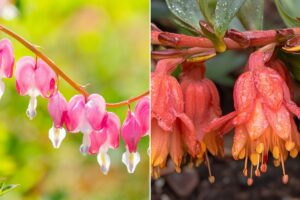 Le 5 piante che fioriscono anche in ombra e con poca acqua: l’ultima è sorprendente