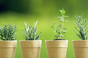 Le erbe aromatiche perenni che puoi coltivare una volta e raccogliere per anni