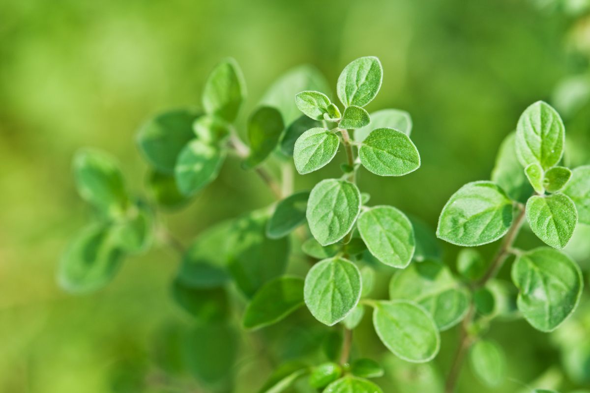 quali sono le erbe aromatiche perenni