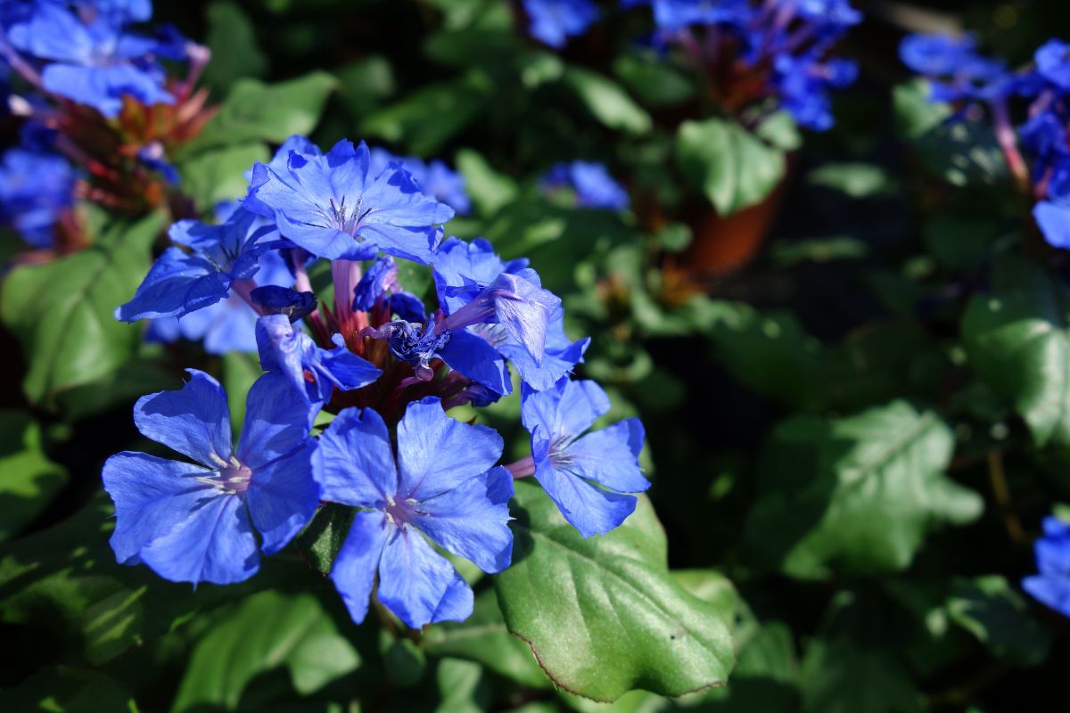 fiori che resistono al caldo torrido
