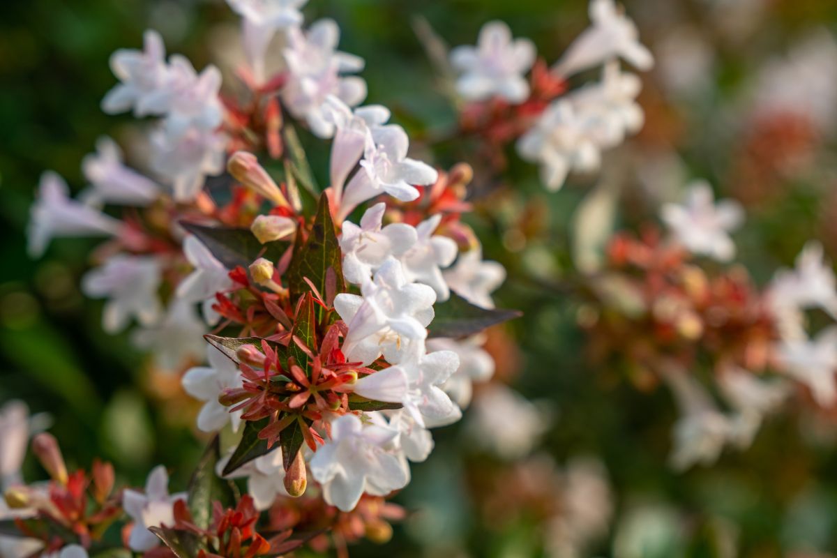 come potare abelia