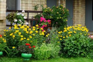 Trapianto di giugno: le 5 piante da spostare adesso per un giardino più forte