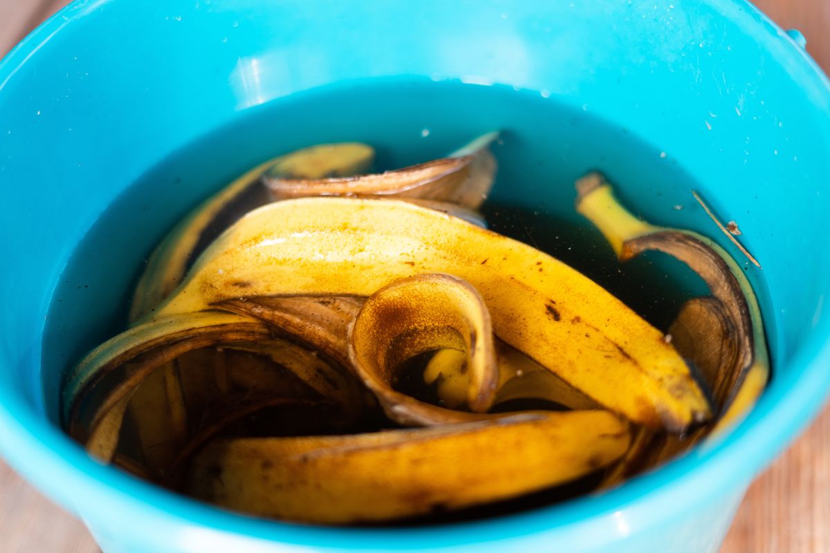come preparare il fertilizzante con le bucce di banana 
