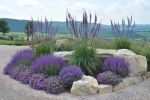 Aiuole di lavanda: come abbinarla con altre fioriture da sogno