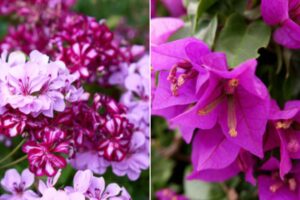 Le 5 piante che esplodono di colori a giugno: mettile adesso per un’estate wow