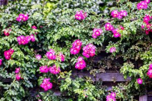Rose American Pillar: la varietà rampicante che trasforma ogni muro in un capolavoro