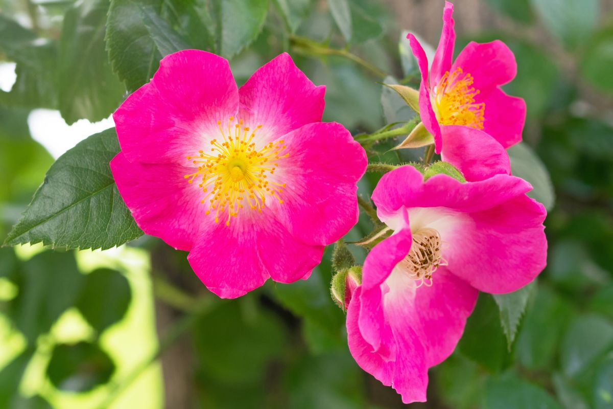 rampicante Rose American Pillar
