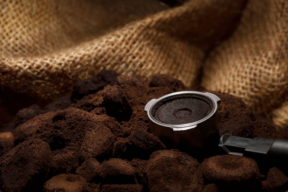 come usare fondi caffè per le piante 