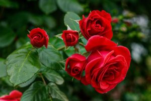 Le rose perdono le foglie? Ecco cosa sta succedendo davvero