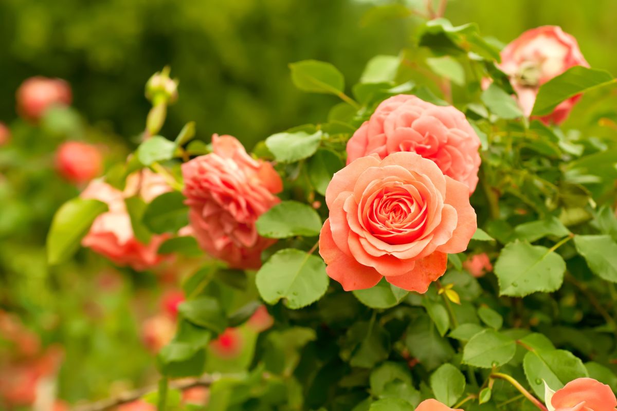perché le rose perdono foglie
