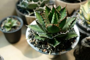 Come trapiantare l'agave senza rovinare le radici: la tecnica dei giardinieri esperti