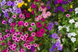 Queste 7 piante estive regalano fioriture esplosive fino a settembre