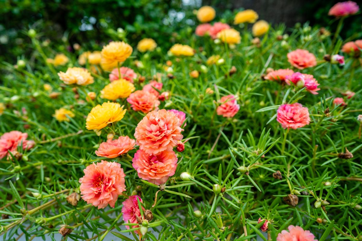 fiori estivi