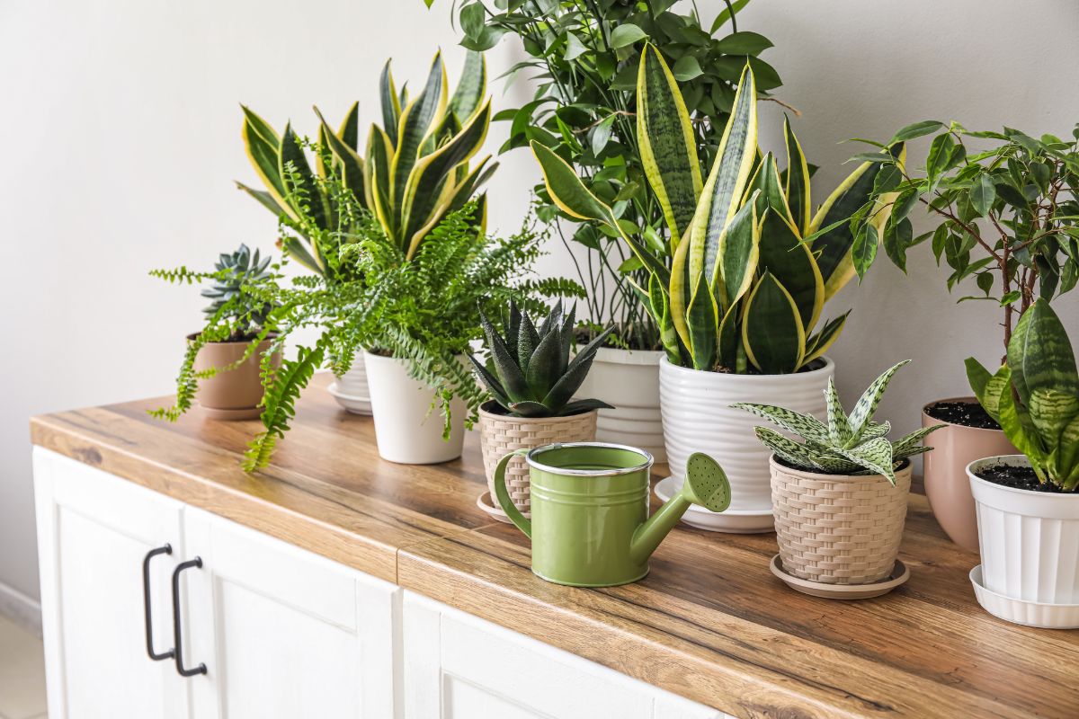 5 piante perfette per la casa