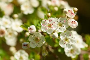Biancospino, la siepe che protegge