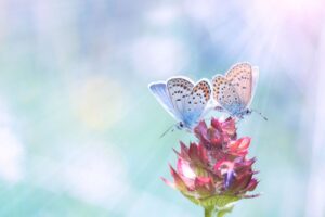 Come attirare le farfalle