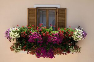 Siepi da balcone