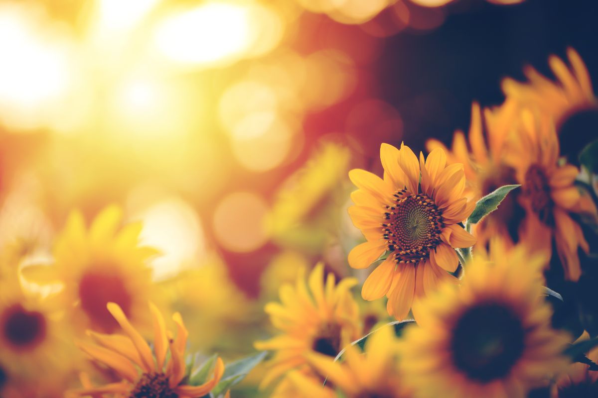 Cosa seminare a giugno? 5 piante da fiore che danno soddisfazioni subito