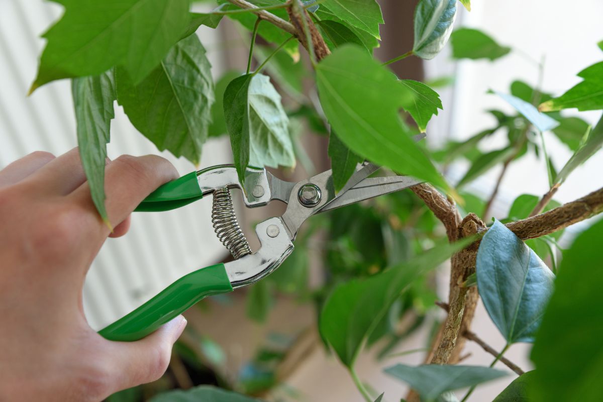 Talea di ibisco: il trucco per moltiplicarlo gratis a giugno