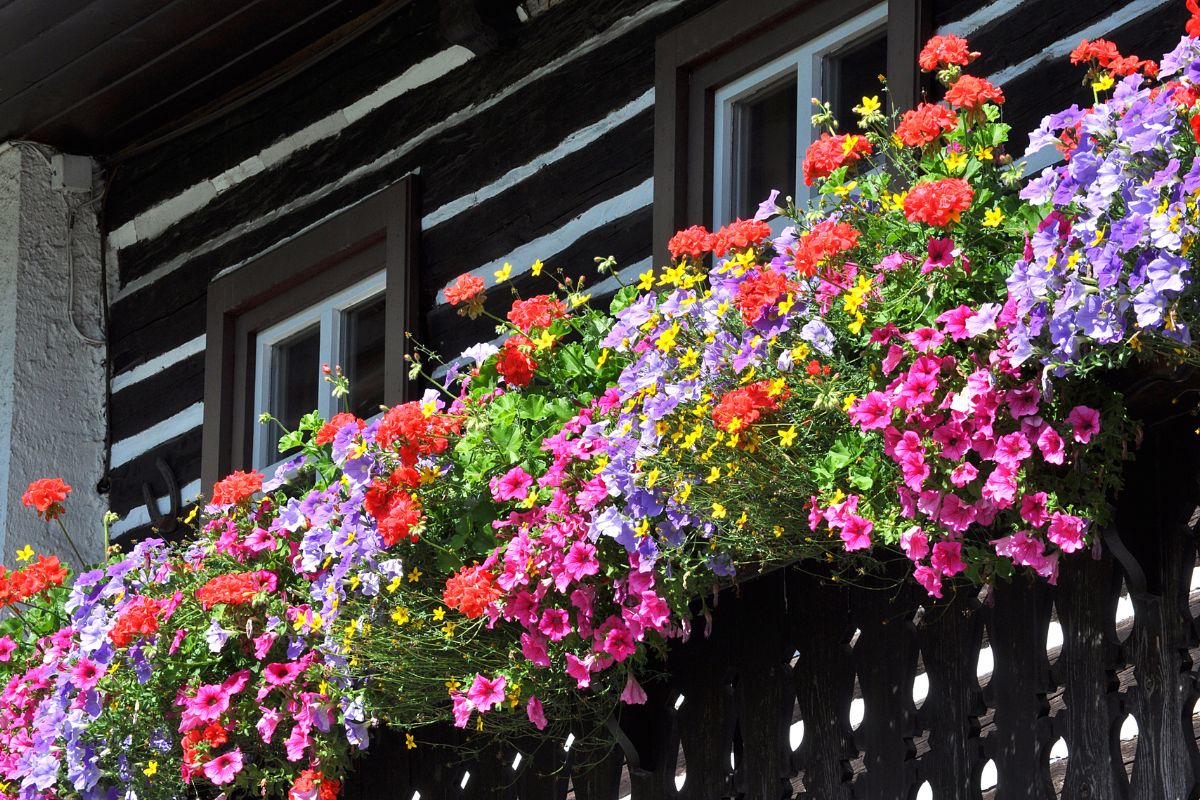 Siepi da balcone: come realizzarle per avere privacy e fiori tutta l’estate