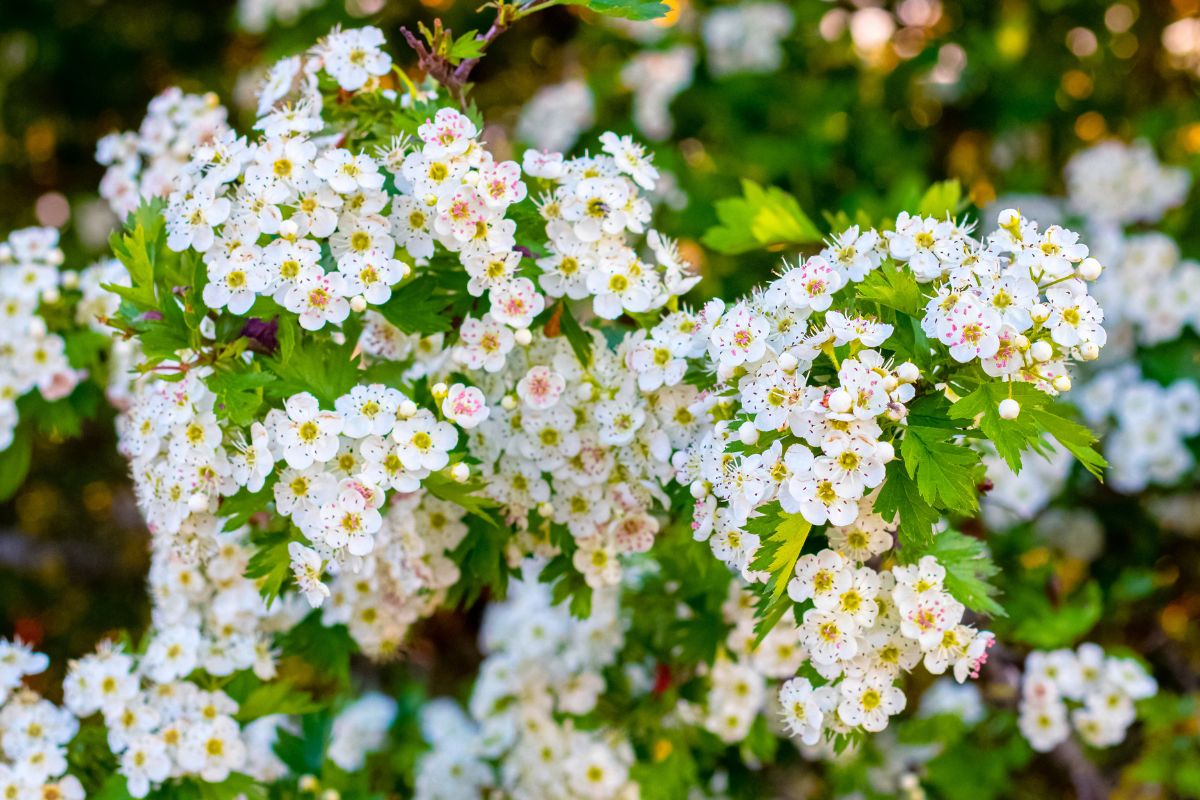 Biancospino, la siepe che protegge e fiorisce con grazia