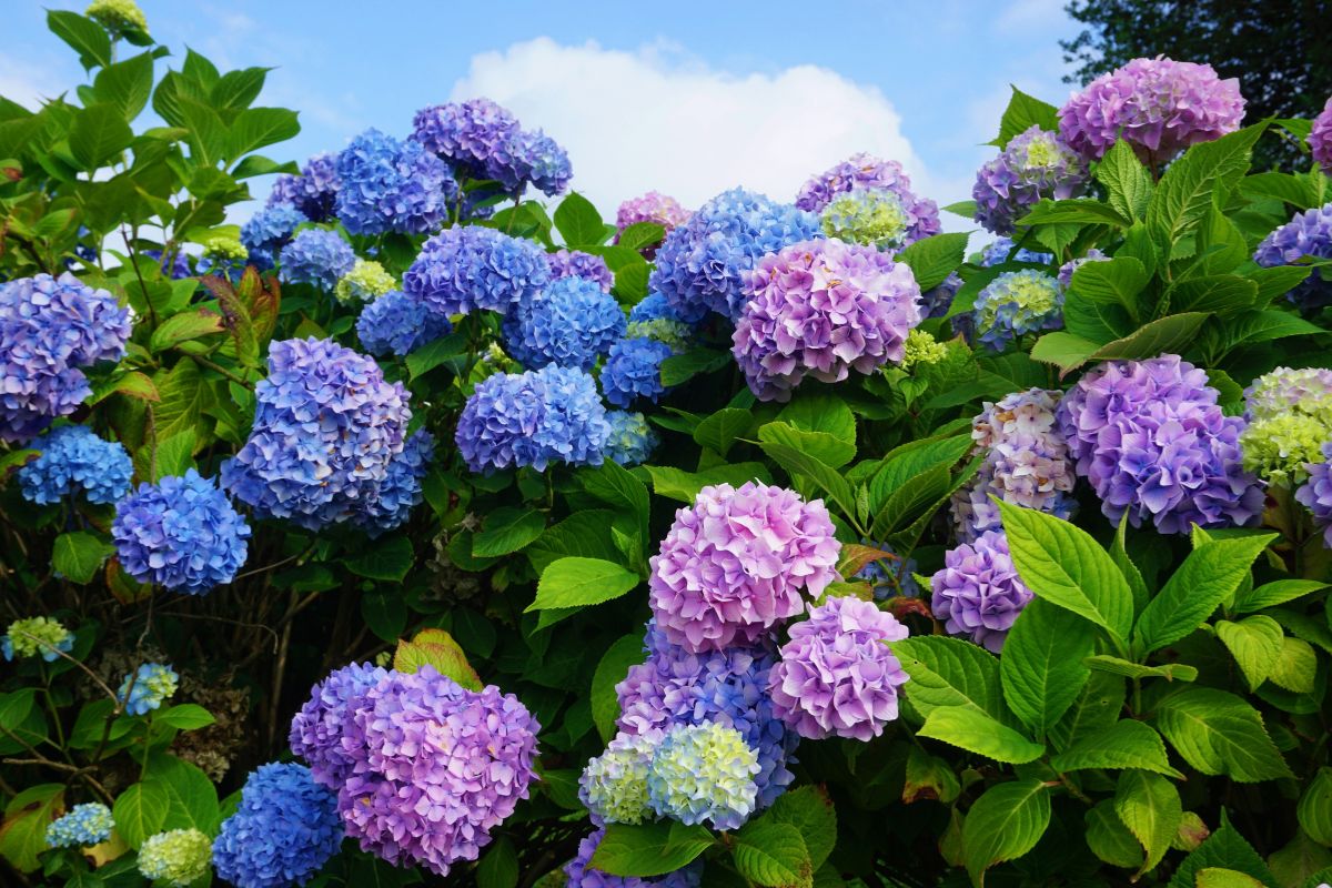 Siepi da ombra o da sole? Ecco le piante giuste per ogni angolo del giardino