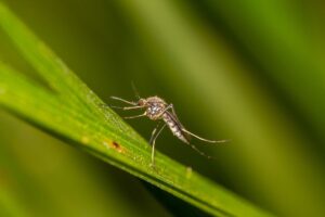 I profumatori naturali per esterni
