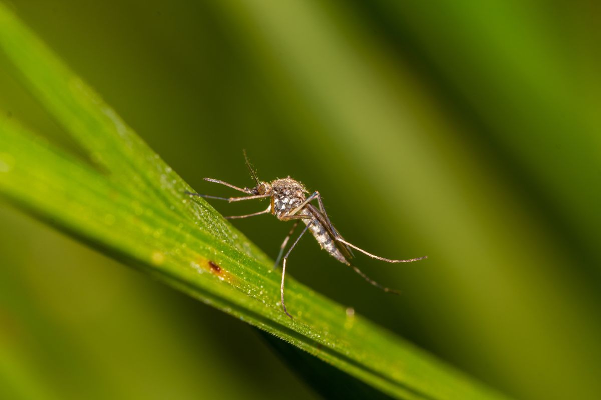 I profumatori naturali per esterni 