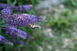 I 3 fiori estivi che profumano la sera e attirano farfalle sul balcone