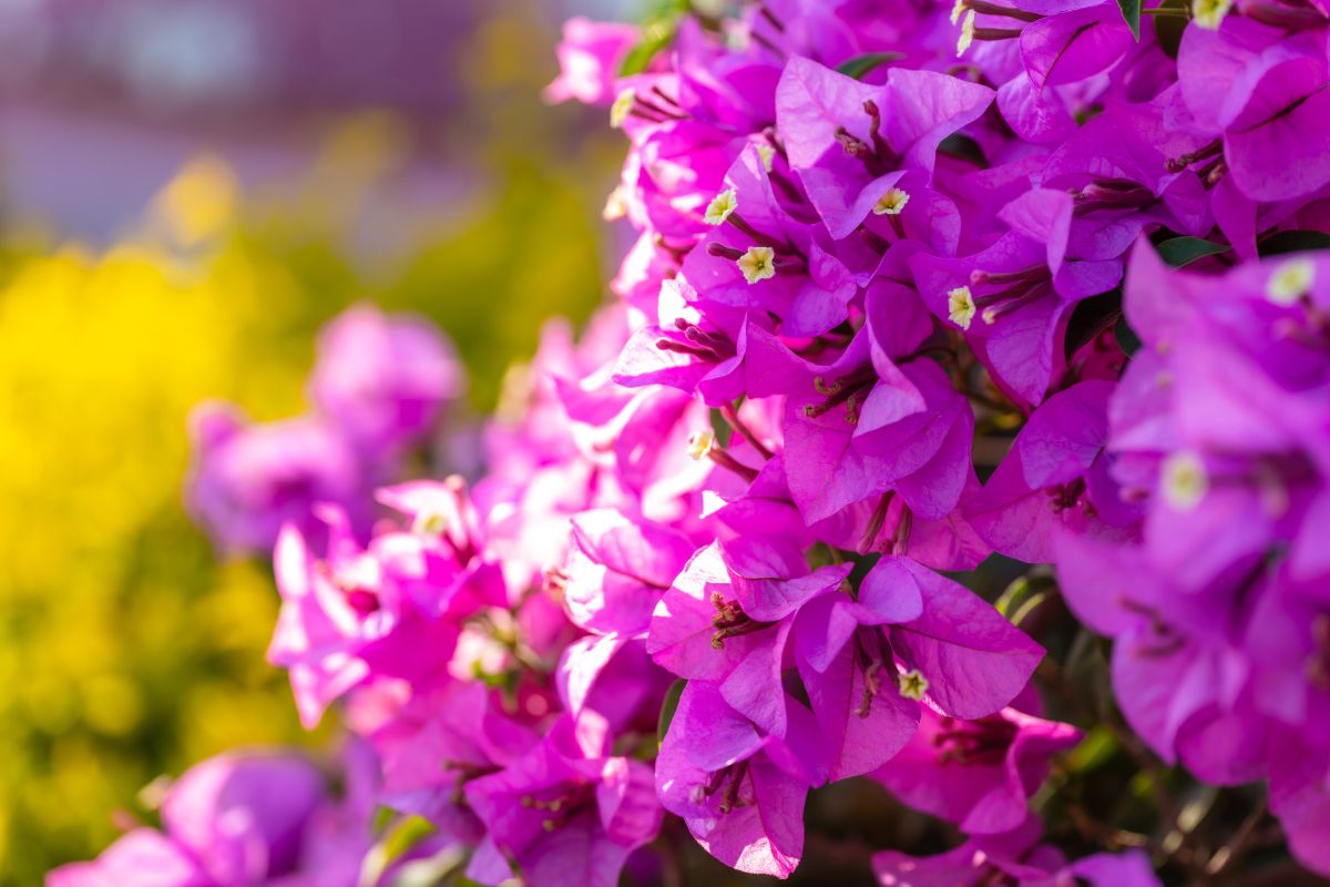 come curare Bougainvillea a luglio