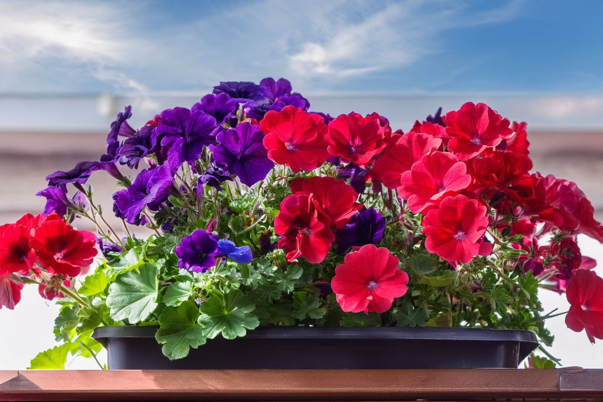 fiori che resistono al caldo 