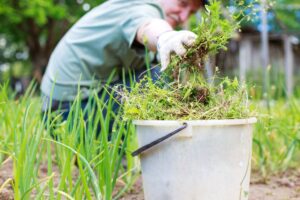 Giardino d’estate: le erbacce crescono ovunque? Il trucco del cartone per eliminarle