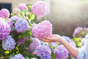 Ortensie in pieno sole? I 3 errori da evitare per non farle seccare
