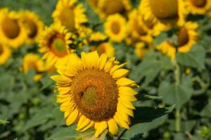 Girasoli altissimi e forti: il fertilizzante naturale che funziona solo con il sole pieno