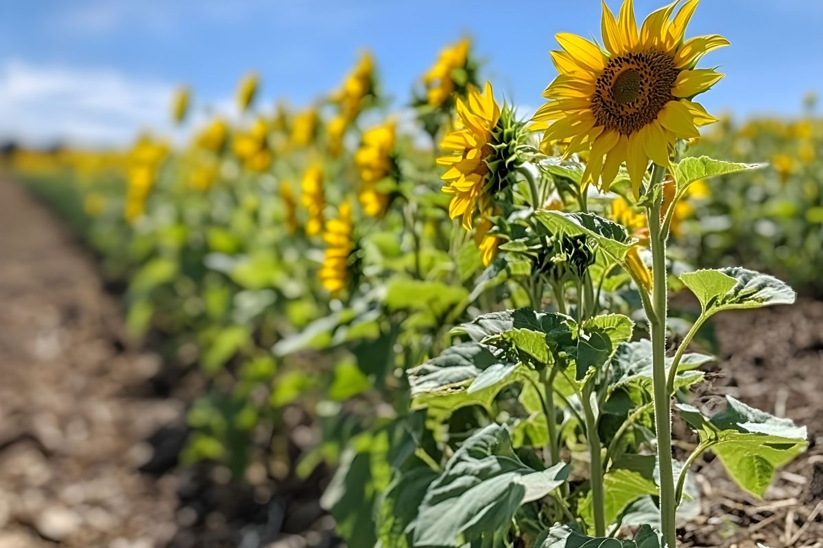come avere girasoli forti e alti