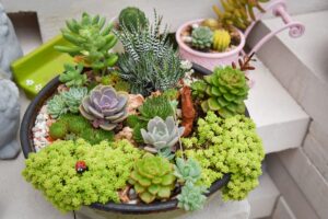 Cactus e succulente: come innaffiarle in estate senza farle marcire