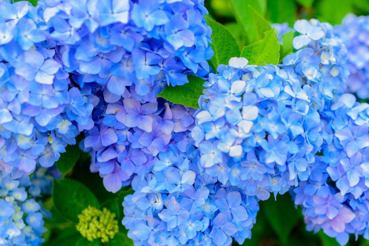 come avere ortensie blu d'estate