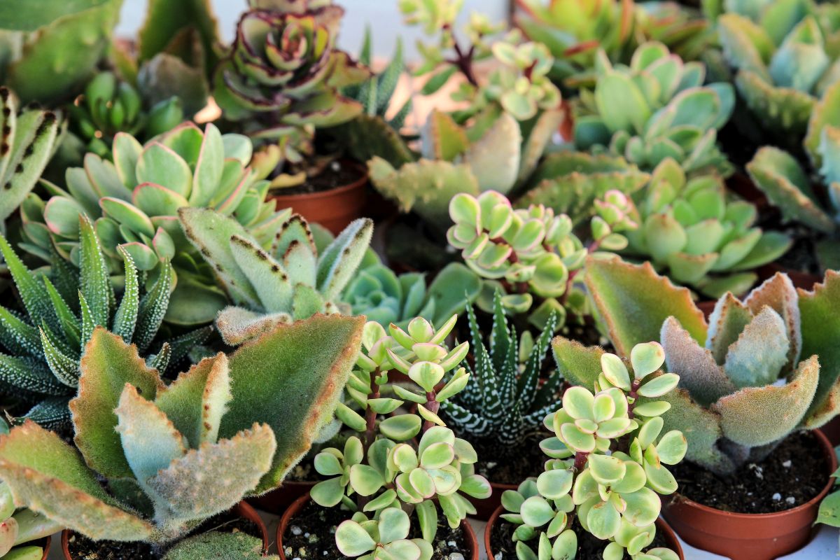 come innaffiare succulente in estate