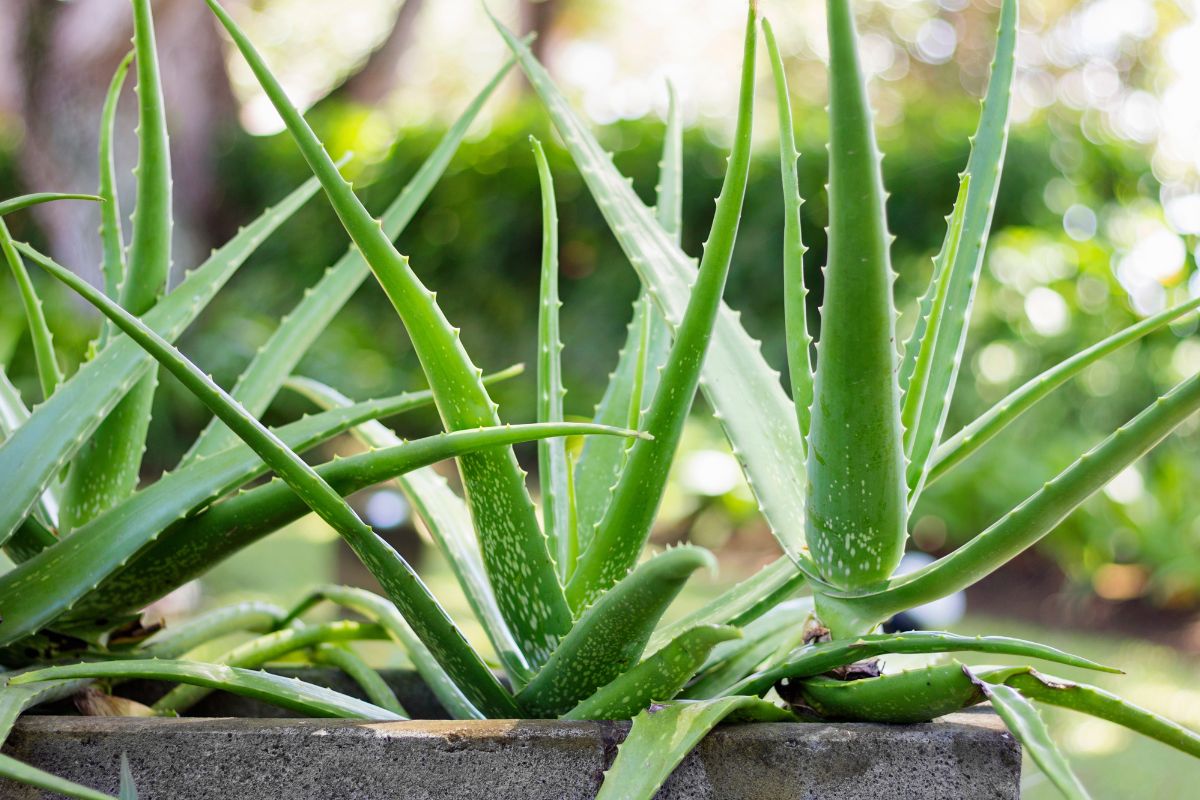 quando innaffiare l'aloe vera
