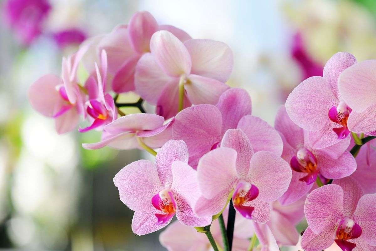 orchidea in estate