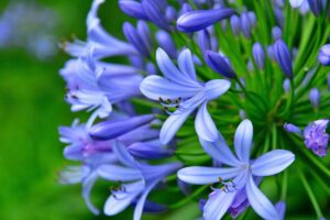 Le 3 piante che fioriscono solo a luglio (e che pochi conoscono)