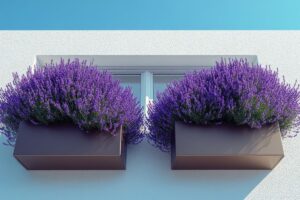 I segreti per coltivare la lavanda a luglio e ottenere un profumo intenso per settimane