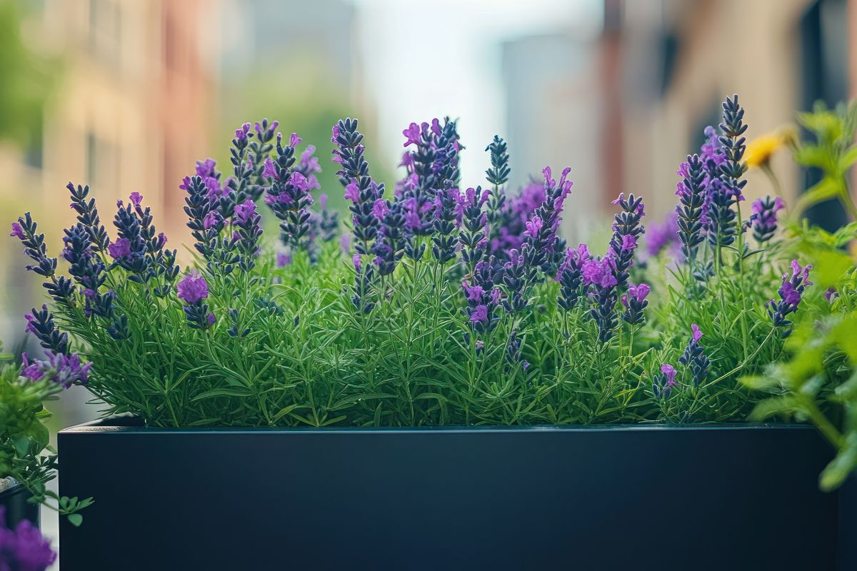 coltivare lavanda