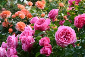 Il trucco infallibile per far rifiorire le rose anche a metà estate