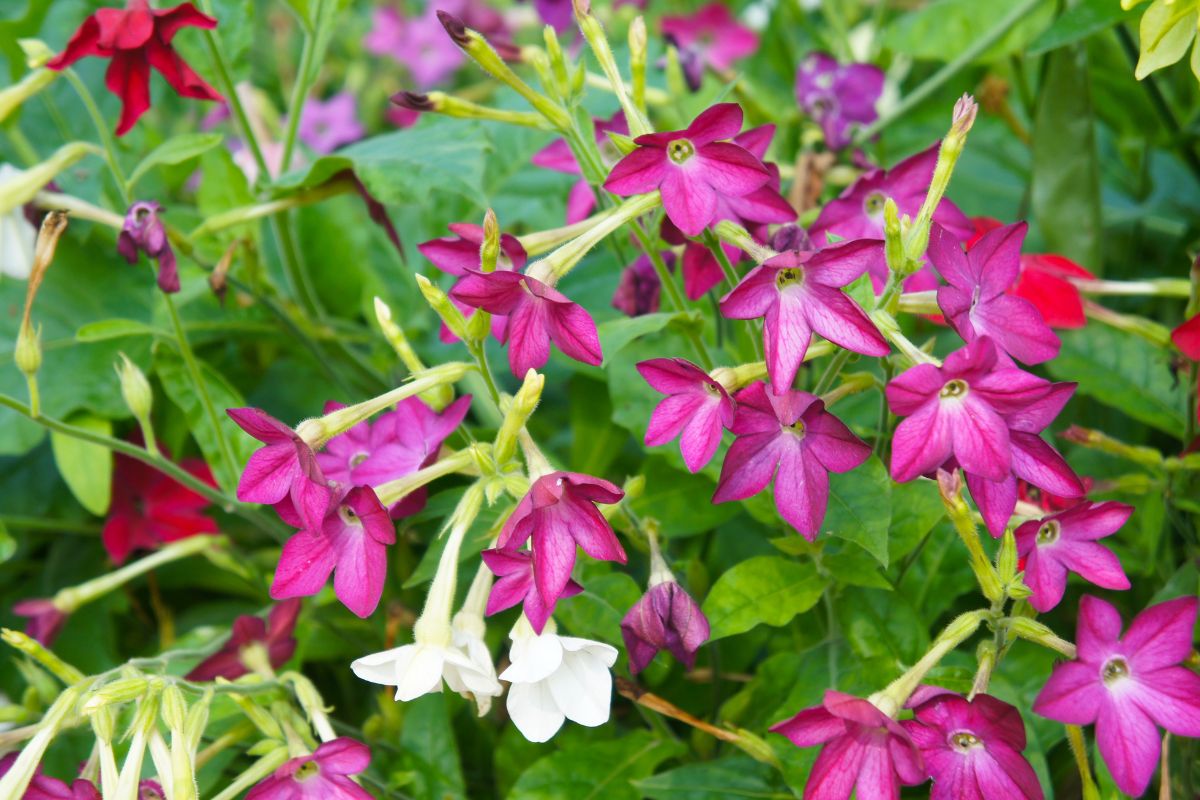 fiori che profumano e attirano farfalle